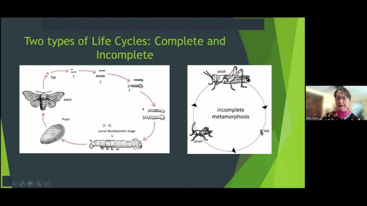 Thumbnail image for Chatham Conservation Foundation - Pollinators and their Life Cycles