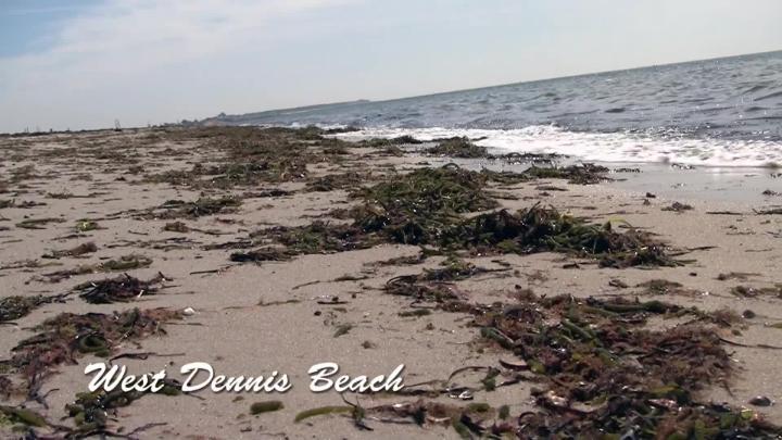 Thumbnail image for Postcards from Cape Cod - Town of Dennis