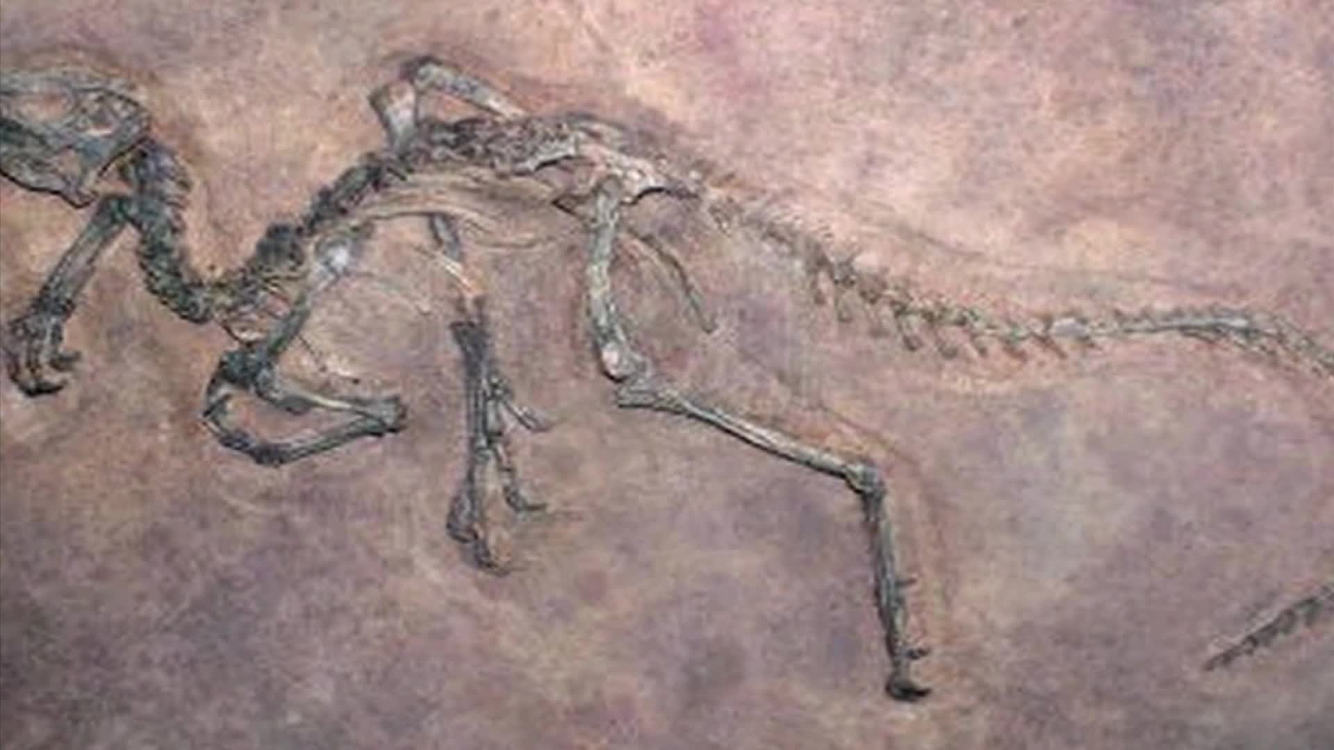 Thumbnail image for Drawing with Mark - Day with the Dinosaurs at the Museum of Science, Boston