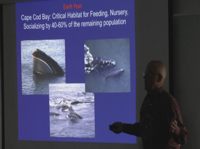 Thumbnail image for Right Whales_On The Brink of Extinction