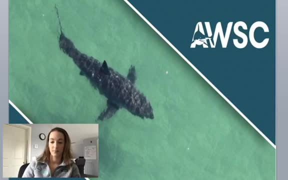 Thumbnail image for Atlantic White Shark Conservancy_Lesson 4 2 2020