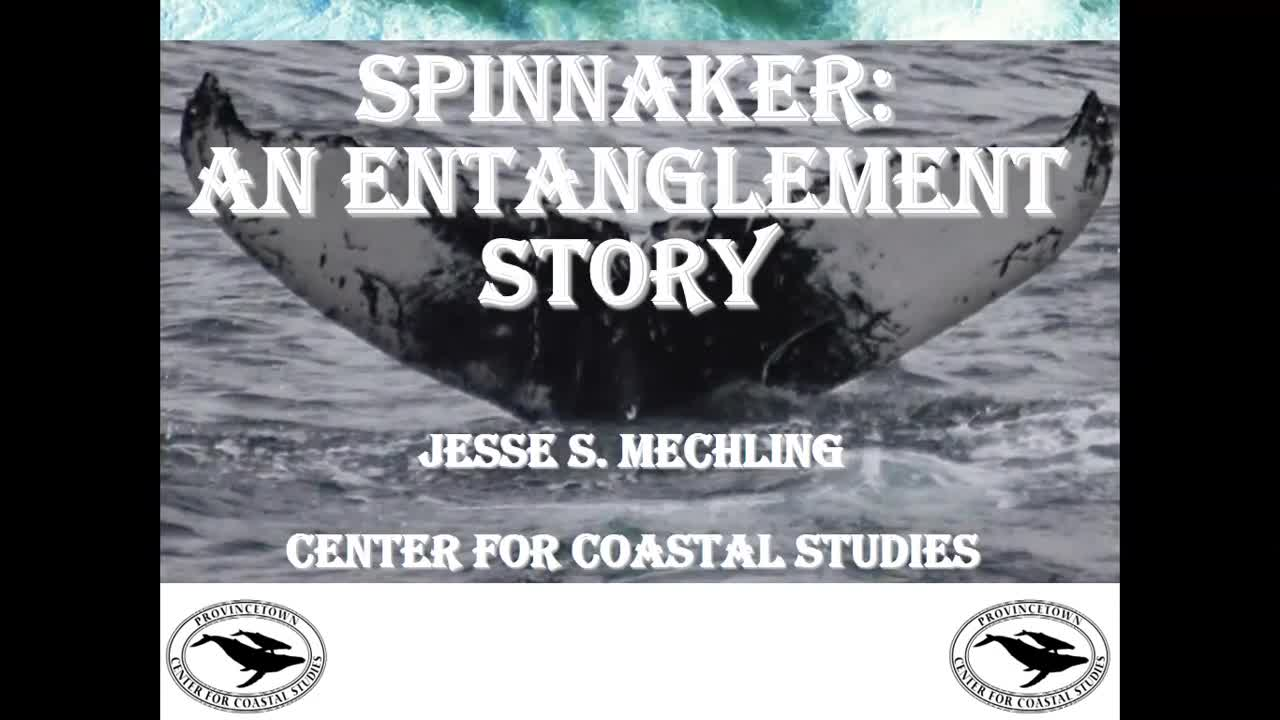 Thumbnail image for Center for Coastal Studies_Lecture_ Spinnaker - An Entanglement Story