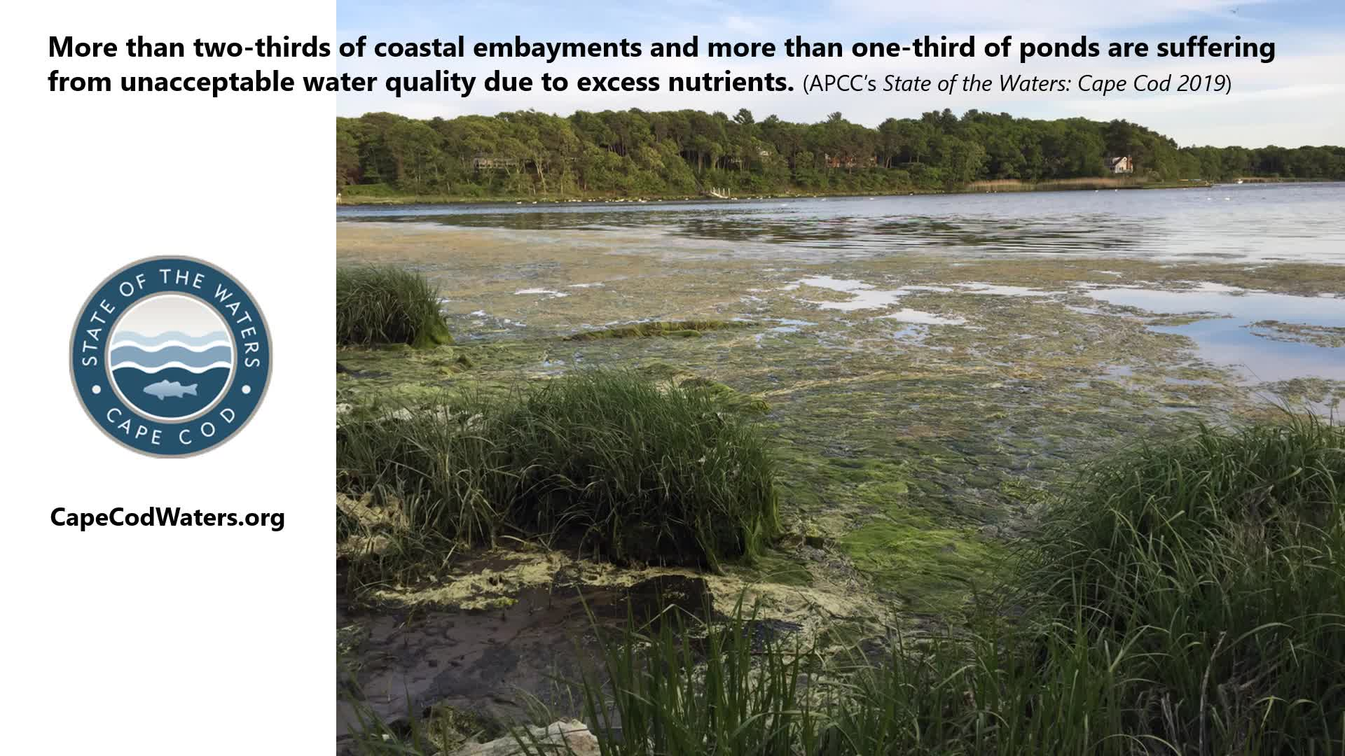Thumbnail image for Ecolandscaping Tips