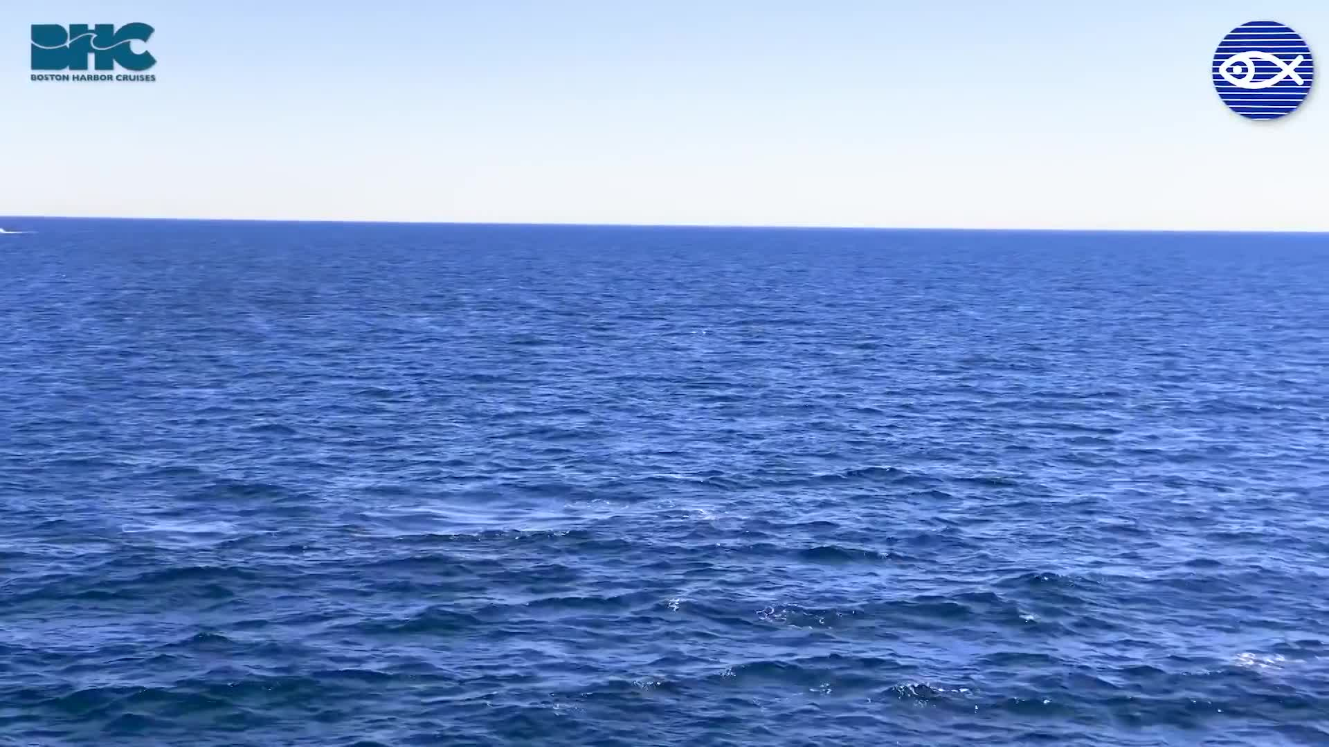 Thumbnail image for New England Aquarium Whale Watch