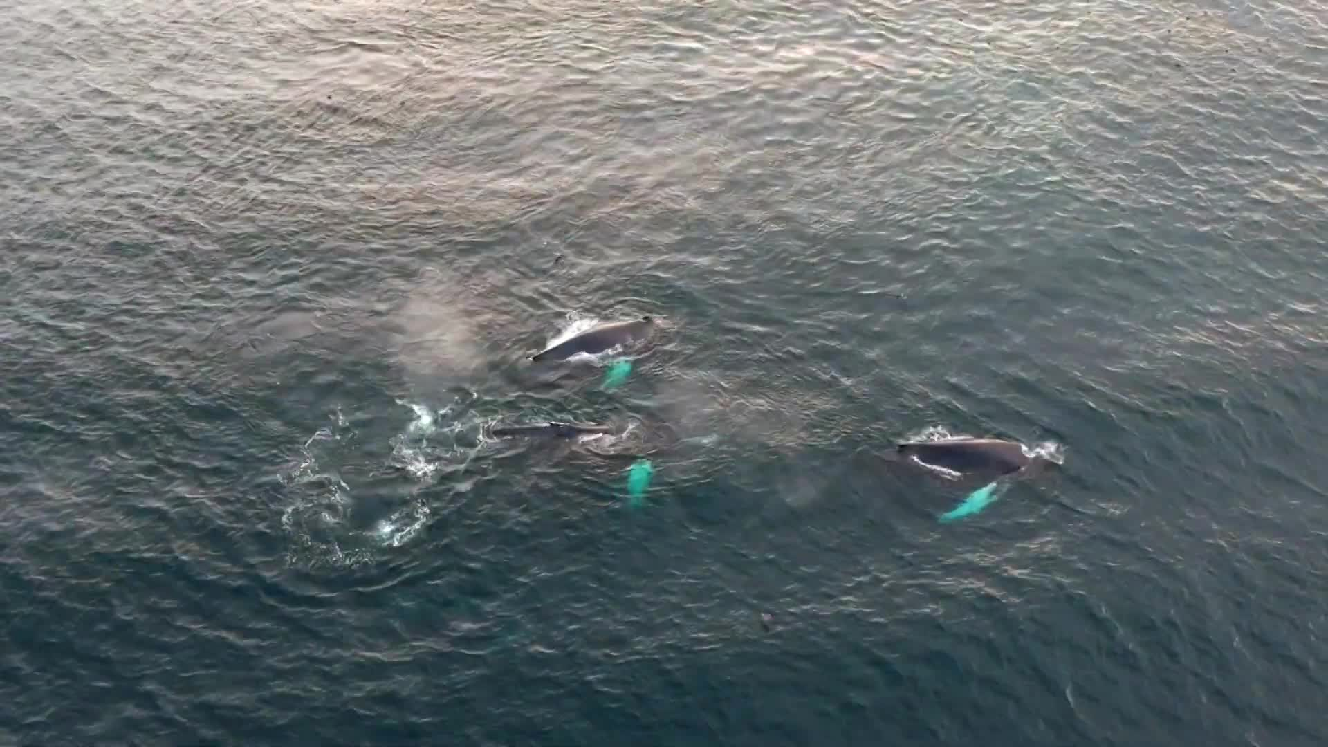 Cape Cod Fishing - Epic Drone Footage of Humpback Whales