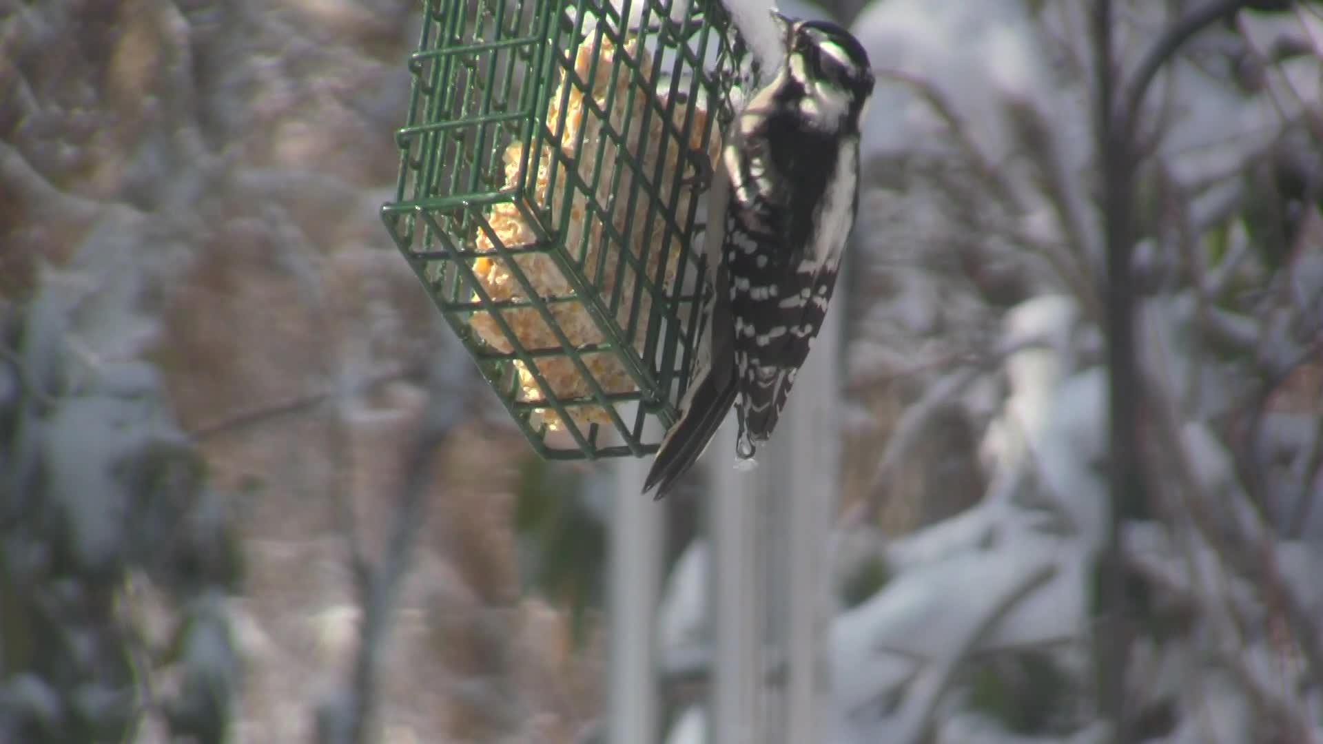 Thumbnail image for cape_cod_snow_storm