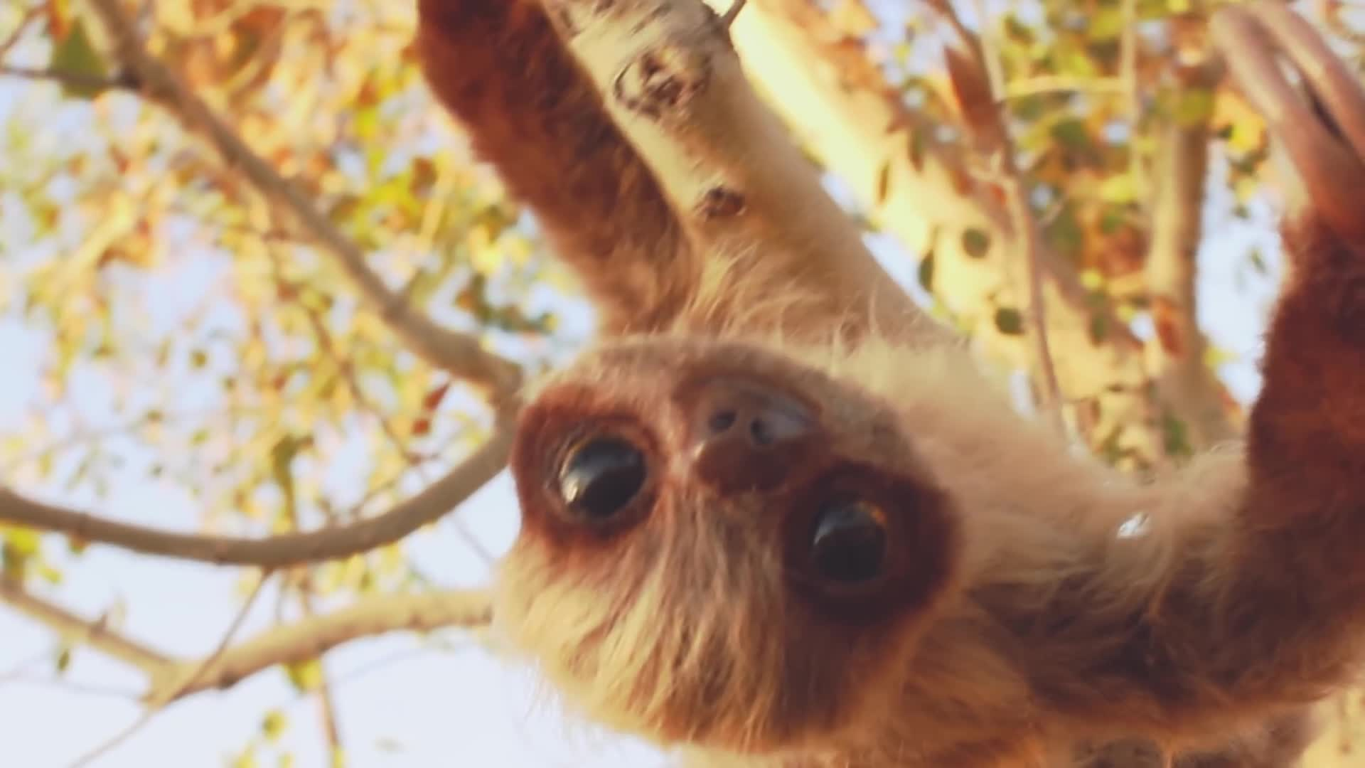 Thumbnail image for DIY Sloth Art Doll Tutorial